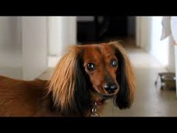 Specialising in shaded reds and chocolates. Standard Black And Red Long Haired Dachshund Youtube