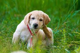 Additional posts you might like: Child Friendly Pest Control Pest Control Safe For Pets