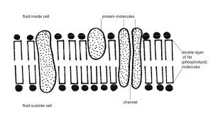The cell membrane is also known as plasma membrane or plasmalemma. Structure Of Plasma Membrane Plasma Membrane Youtube