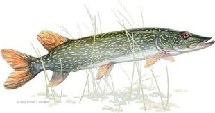 Http Www Plstudio Biz Wildlife Illustration Northern Pike Jpg Fish Fish Drawings Fish Art