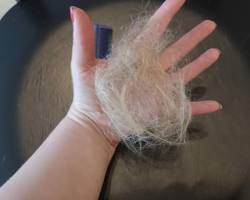 Obraz: Hair falling out on a brush