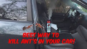 Spray the tires with pesticide. How To Get Rid Of Ants In Car Best Methods 24h Pest Pros