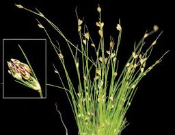 Image result for Bulbostylis schoenoides