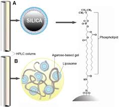 Water diffuses through a semipermeable. Analytical Techniques And Methods For Study Of Drug Lipid Membrane Interactions