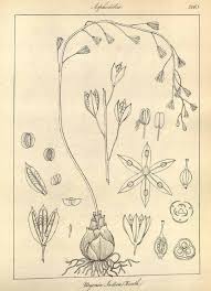 Image result for Drimia indica