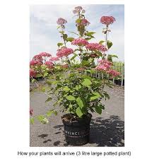 Image result for Hydrangea arborescens Pink Anabelle