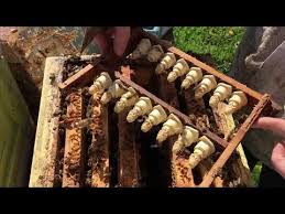 Epingle Sur Abeilles
