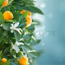 Some tangerine varieties are clementine, freemont, murcott, dancy, and all spice. Tangerine Tree Branches With Fruits And Stock Image Colourbox