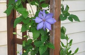 Piante da interno pendenti pin su fiori ! Rampicanti In Vaso Sul Balcone Quali Piante Scegliere