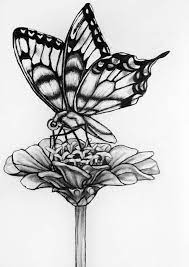 Original Butterfly Flower Pencil Drawing 71 Butterfly Pencil Drawings Of Flowers Butterfly Art Drawing Butterfly Drawing • 1,3 mln prosmotrov 9 mesyacev nazad. butterfly flower pencil drawing