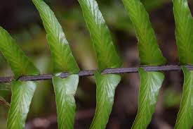 Image result for Asplenium uhligii