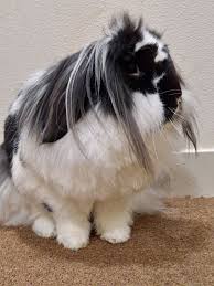 Every now and then Luna gives me a hard time about brushing. I brush her  everyday because of how long her hair gets and to avoid knots plus getting  the loose hairs