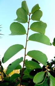 Image result for Bridelia mollis