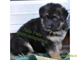 After buying your chosen gsd, expect that you're going to spend on their basic needs and wants. German Shepherd Puppies For Sale Good Price In Delhi