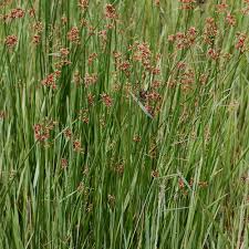 Image result for Schoenoplectiella