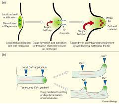 Growth that is oriented uniformly in all directions mor1: Cell Growth How To Grow And Where To Grow Sciencedirect