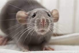 My Dumbo Rat By Dearfox On Deviantart Dumbo Rat Cute Rats Pet Rats