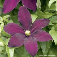 We did not find results for: Clematis Niobe Clematis Hybride Niobe Kletterpflanzen Fur Rankhilfen Garten Schluter