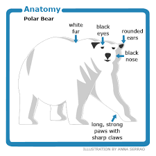 Polar Bear Facts Polar Bear Facts Sheet Canadian Geographic Kids Animal Facts Polar Bear Facts Polar Animals
