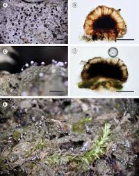 Image result for Emilia decipiens