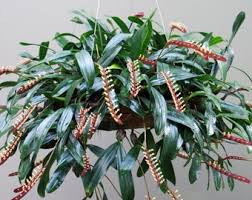 Image result for Bulbophyllum stolzii