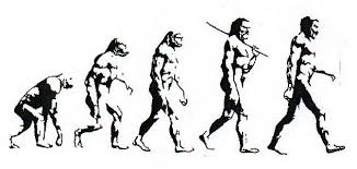 human evolution chart human evolution chart in 2019