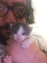 Baris Duzgoren Adli Kullanicinin Cats Kediler Dunyasi Panosundaki Pin Cats Kedi Kedicik