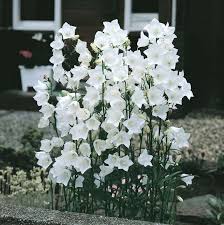 White Bells Peach Leaf Bellflower Perennial Flower Seeds White Bell Flowers Flower Seeds Flowers Perennials