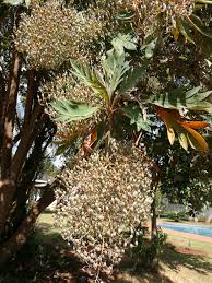 Image result for Orthochilus mechowii