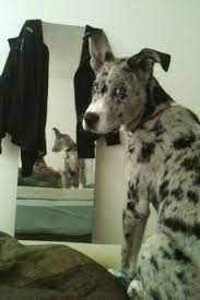 They're hybrid dogs, and unfortunately, their origin is nowhere to be found. See Our Website For Even More Info On Great Dane Puppies It Is Actually An Excellent Location For More Informatio Great Dane Great Dane Puppy Great Dane Mix