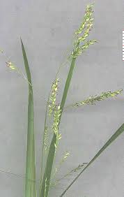 Image result for Steinchisma