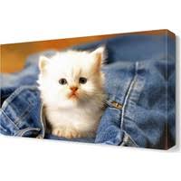 Dekor Sevgisi Beyaz Yavru Kedi Canvas Tablo 45x30 Cm Fiyati