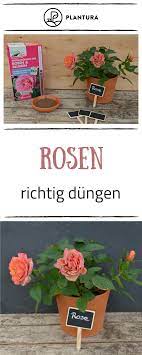 Maybe you would like to learn more about one of these? Pfingstrosen Dungen Wann Wie Und Womit Plantura Pfingstrosen Rosen Dungen Rosen Pflanzen