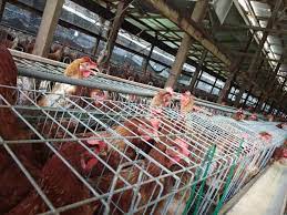 Buy distinct sturdy and durable chicken coop for sale ideal for all types of animals at alibaba.com. Chicken Farm Reban Ayam Synergy Venture Property Facebook