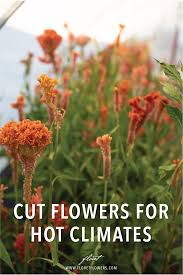 Here are some annuals that can be sown directly in the garden bed, bloom throughout the growing season. Pin On Bloggers Best Garden Ideas