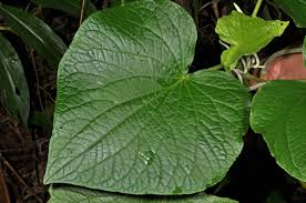 Image result for Piper umbellatum