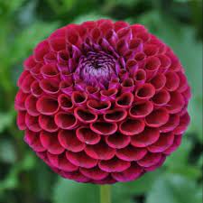 Cactus dahlias, semi cactus dahlias, decorative dahlias, pompon dahlias, ball dahlias, anemone dahlias, collarette dahlias, mignon dahlias, single dahlias, peony dahlias, orchid dahlias. Ivanetti Swan Dahlias