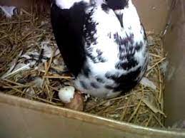 Setengah tempat dipanggil merpati merak atau merpati ekor kembang. Anak Burung Merpati Kipas Menetas Baby Pigeon Hatch Youtube