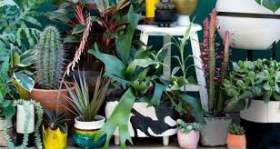 I just purchased this cactus today. It S The 1970s All Over Again As House Plants Grow On Us
