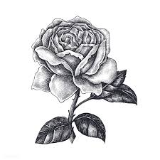See more ideas about rose drawing simple, rose drawing, art drawings. Download Premium Vector Of Hand Drawn Rose Isolated On White Background How To Draw Hands Roses Drawing Blooming Rose