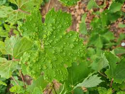 Image result for Colomerus vitis