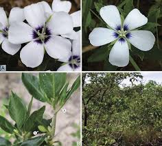 Image result for Turneraceae