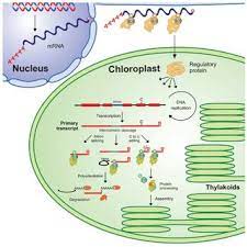 Most Of The Genes Encoded In Higher Plant Chloroplasts Are Organized As Download Scientific Diagram