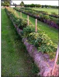 Avoid bagged topsoil, which is too coarse for good germination and can become waterlogged. Hay Bale Gardening Plant Seeds Or Plants Into The Middle Of The Hay Bale Pre Water The Bale For 3 4days Hay Bale Gardening Strawbale Gardening Plants