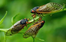 Cicadas are large insects that appear in late spring/early summer and make a lot of noise. Brood X Cicadas Could Cause A Bird Baby Boom Scientific American