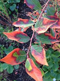 We did not find results for: Can These Plants Be Saved Help For Blueberries And Blue Star Creeper Oregonlive Com
