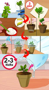 Saksınızın altında drenaj deliklerinin olması önemlidir. Kalanso Cicegi Bakimi Yetistirme Sulama Cogaltma