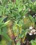 Video for Az agricola sei cime d'oro orchidee