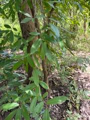 Image result for Hexalobus monopetalus