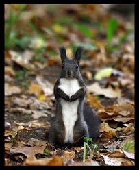 Black And White Squirrel Like Animal Pin By Michele Johnson On Enchanted Forest Creatures Cute Animals Animals Squirrel